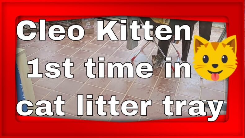 kitten cleo 1st time ammo
