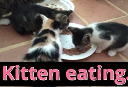 kittens eating thumb
