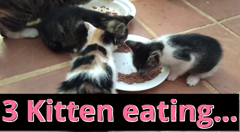 kittens eating thumb